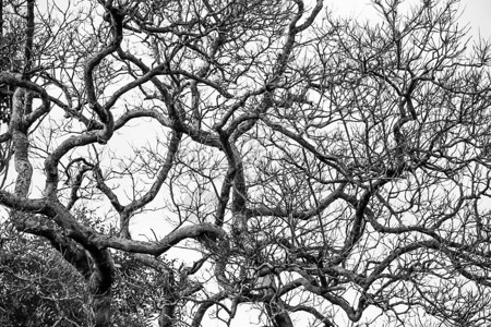 白天野树枝和树枝的抽象形状图片