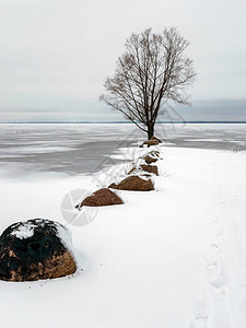 树枝河岸美丽的冬日白雪图片