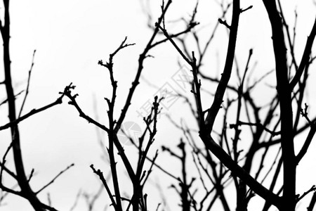 白色背景上干树枝的黑白图片