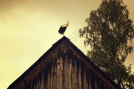 老农村牛棚屋顶上的白鹳背景图片
