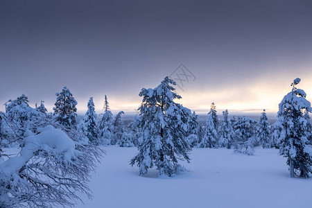 2020年冬天的白雪皑的树木图片