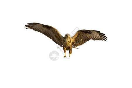 飞鹰孤立的鸟白色背景长腿巴扎德布图片