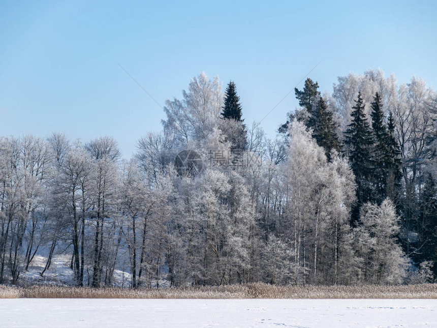 美丽的冬季景观与白雪皑的树木图片