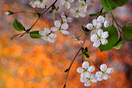 在明亮的自然彩虹背景上的春天樱桃花图片
