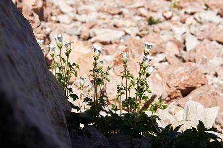小白花生长躲在沙漠中石头的阴影下躲背景图片