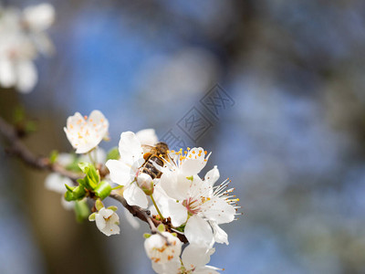 春天蜜蜂李树白花的细节图片