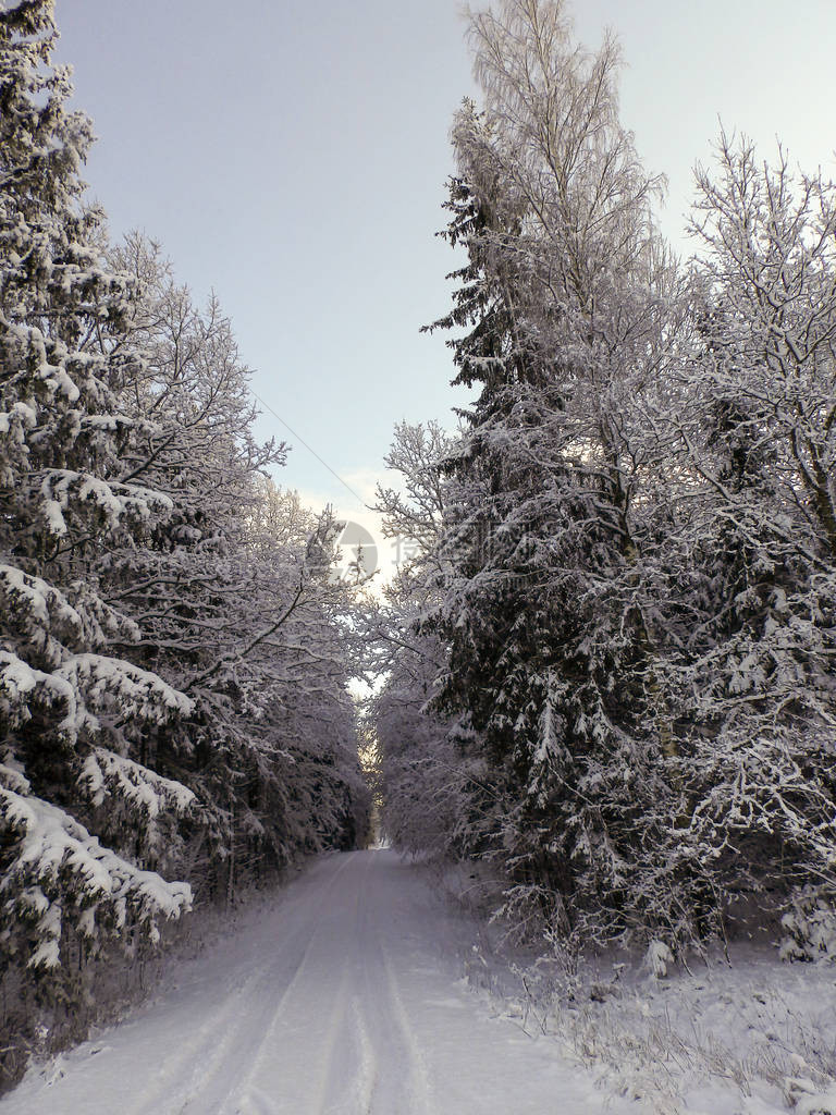 路边白雪皑的树木图片