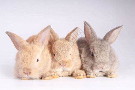 白色背景上的婴儿可爱的兔子年轻可爱的兔子在行动毛茸的可爱宠物复活节图片