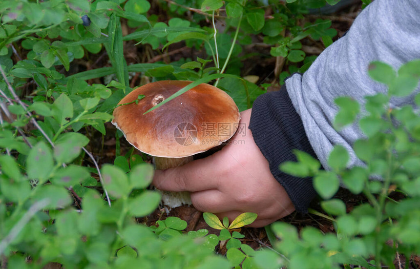 一个孩子的手在森林里采摘白蘑菇图片