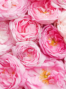 茶叶玫瑰粉红花瓣背景图片
