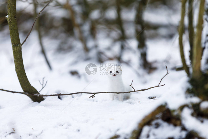 冬天白雪皑的森林里的小白鼬的画像图片