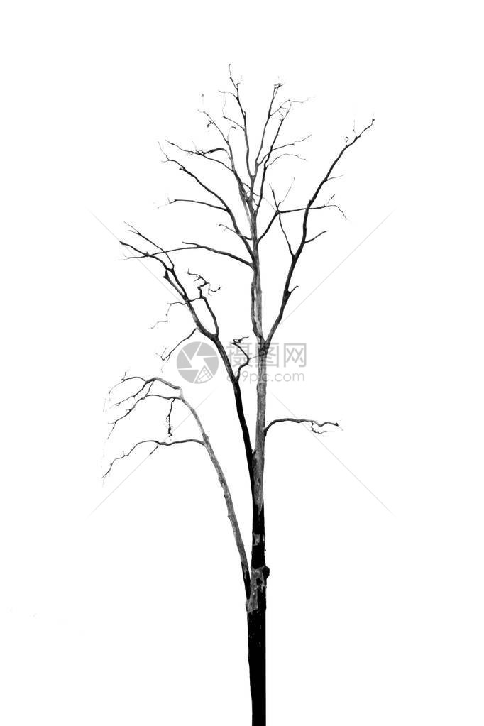 没有叶子的死树在白色图片
