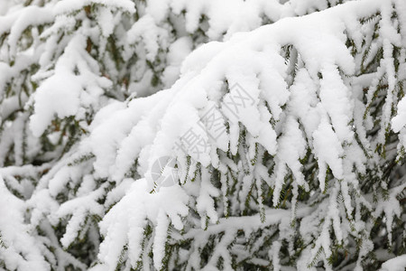 冬天森林里的白雪树枝图片