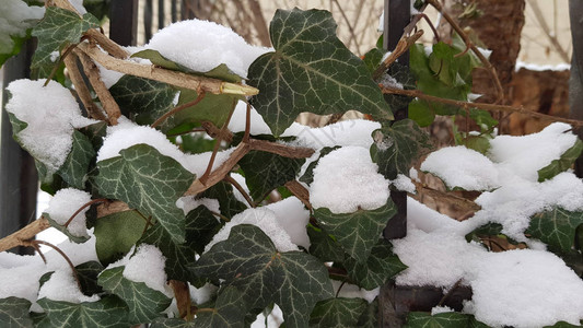 冬天被雪覆盖的植物图片