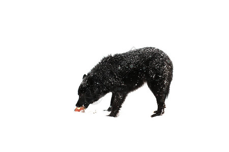 白雪皑的草地上的黑熊图片
