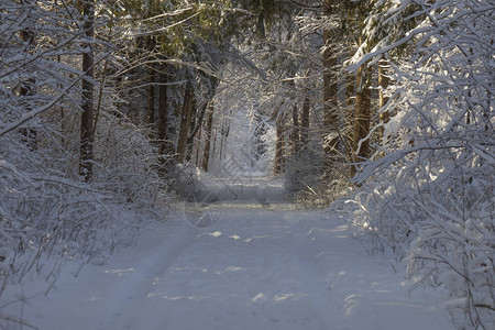 冬天的深雪林路图片