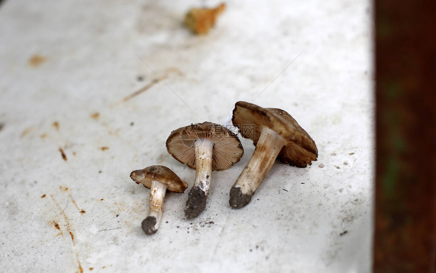 三只可食用的小棕色蘑菇在白色桌边图片