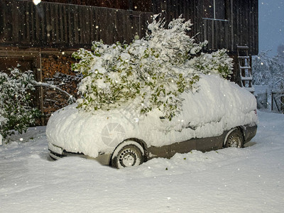 一棵雪树掉在车上白雪遮盖了院子这图片