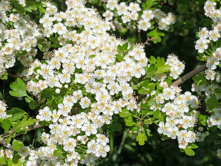 春天花朵的哈霍恩图片