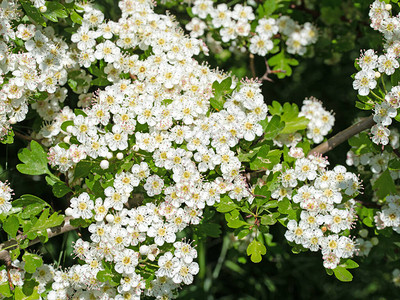 春天花朵的哈霍恩高清图片