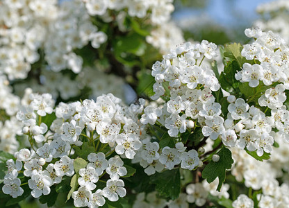 春天花朵的哈霍恩高清图片