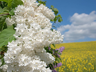 白色开花的丁香丁香在春天图片