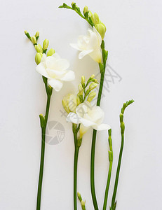 白色背景上的白色小苍兰花图片