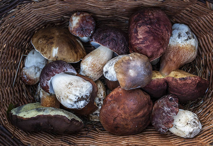 白蘑菇Butyriboletusregius或者篮子里的波列特斯图片
