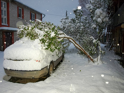 一棵雪树掉在车上白雪遮盖了院子这图片