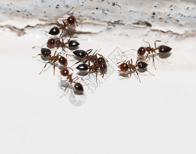 白墙上的蚂蚁图片