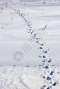 场中积雪上的人类痕迹日视图图片