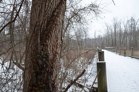 树干木桥道路或长途小路冬季有雪图片