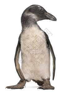 3个月大的非洲小企鹅Spheniscus图片