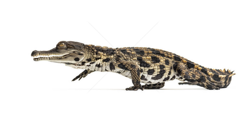 长途漫步的西非小苗条鳄鱼Mecistopsindaphractus图片