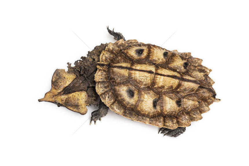 白色孤立的马塔玛海龟Chelusfim图片