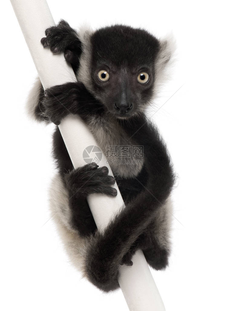 年轻的黑白褶边狐猴图片