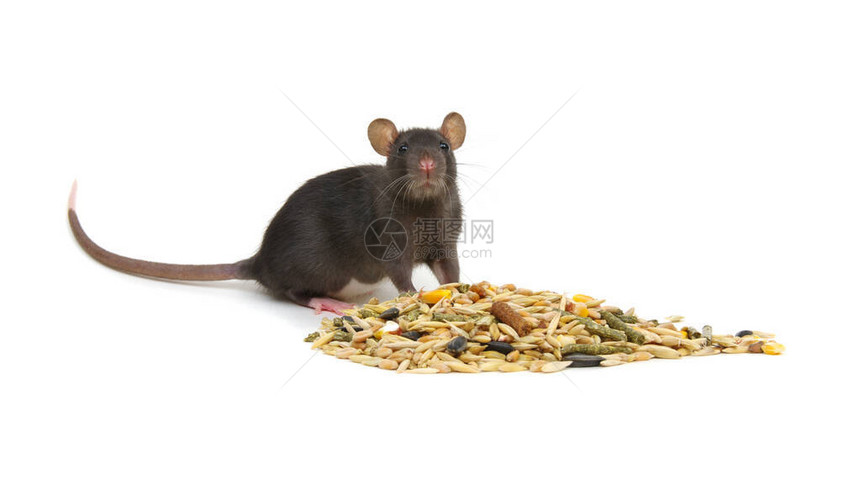 大鼠和啮齿动物饲料上白色孤立图片