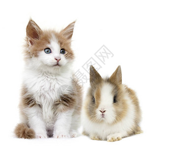 小猫和兔子在一起图片