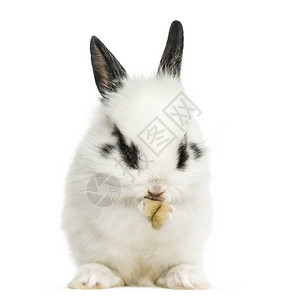 白兔子坐着和洗脸图片
