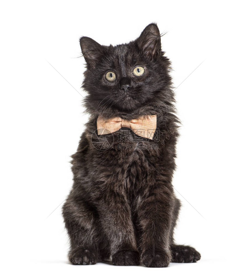 一只穿着领结的黑手套十字血猫正图片