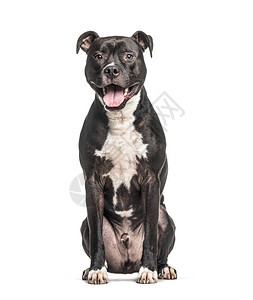 坐着喘气的美国斯塔福德郡狗Terrier犬图片