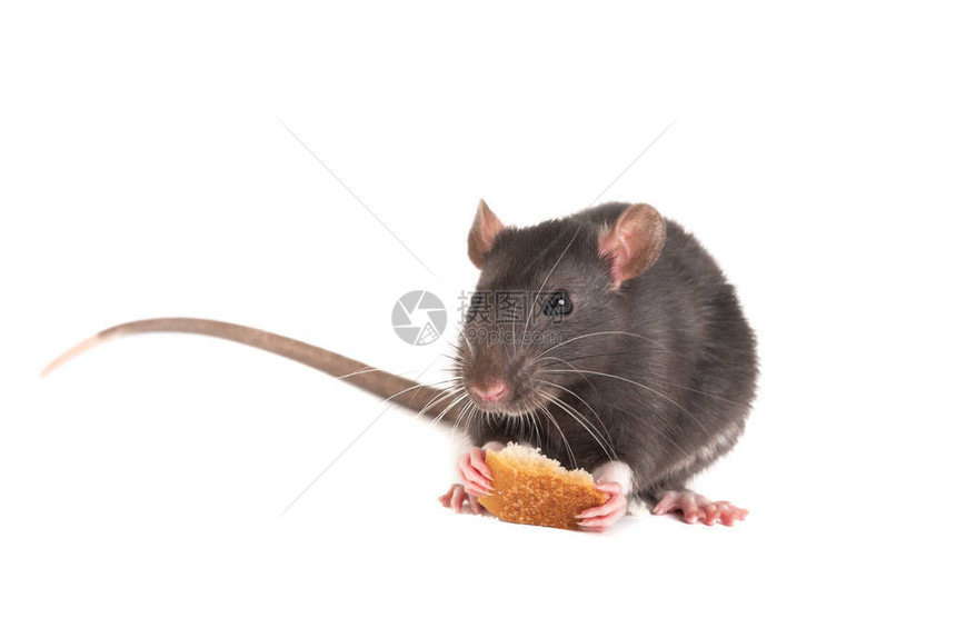 灰色的小白鼠把白面包握在爪子上图片