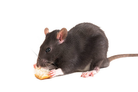 灰白的可爱老鼠吃白面包图片