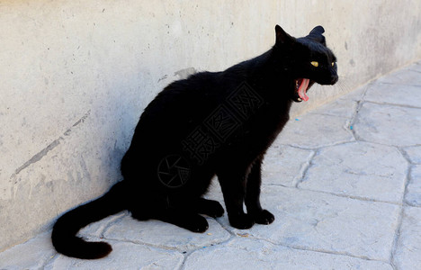 白石附近张开嘴的黑猫图片