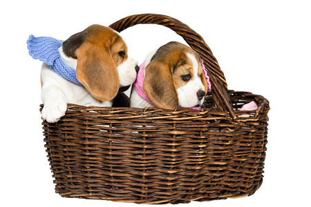两只纯种的比格犬小狗蓝色和粉红色围巾在篮子中图片