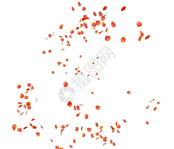 橙色玫瑰花瓣在空中飞翔孤图片