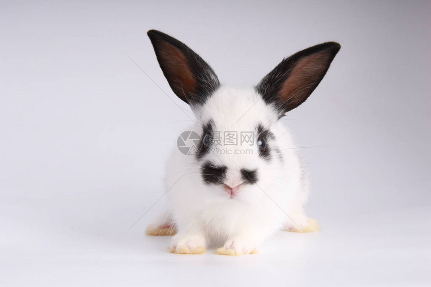 白色背景上的小可爱兔子年轻可爱的兔子在行动可爱的宠物图片