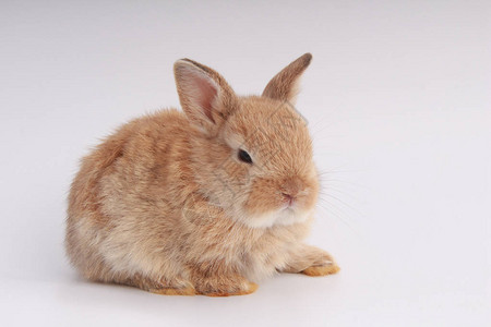 白色背景上的小可爱兔子年轻可爱的兔子在行动可爱的宠物图片
