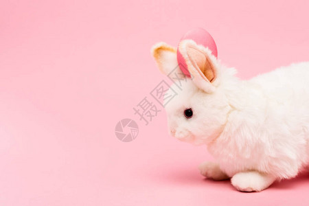 装饰兔子和粉红背景背景图片