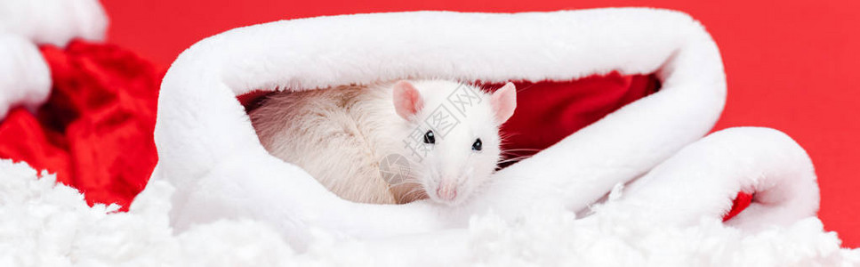 圣塔帽中可爱的小老鼠图片